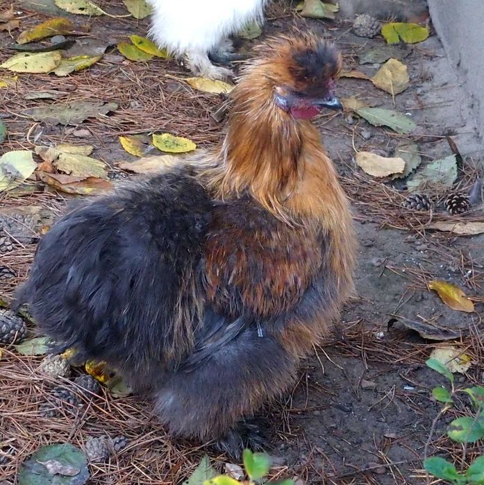 Silki Piękne Koguty