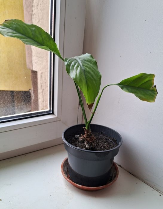 Продам Спатифілум