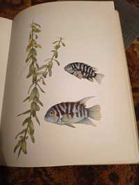 Ryby akwariowe i rośliny w języku angielskim