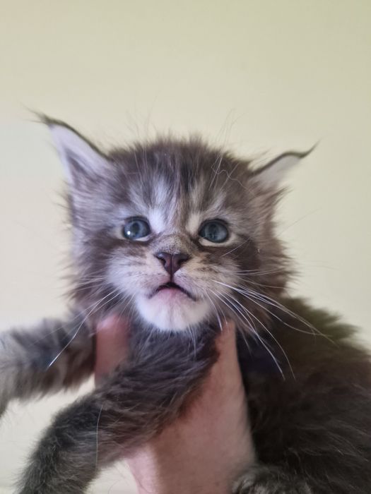 Maine coon kocięta kocurek kocur