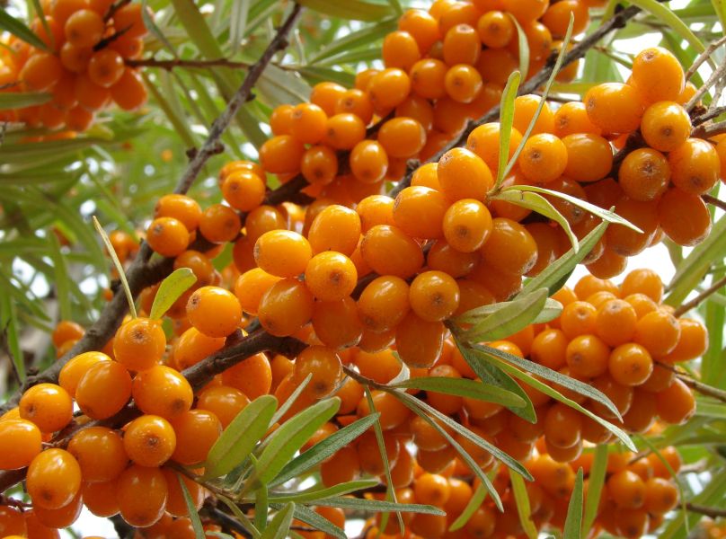 ROKITNIK SAMOPYLNY Friesdorfer Orange - sadzonki w doniczkach