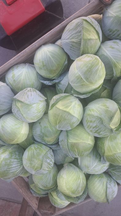 Kapusta czerwona i biała ziemniaki buraczki