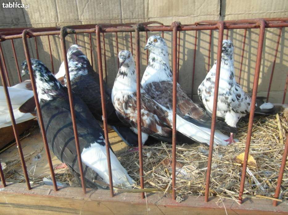Gołębie-boki, szaryki(orlik polski)