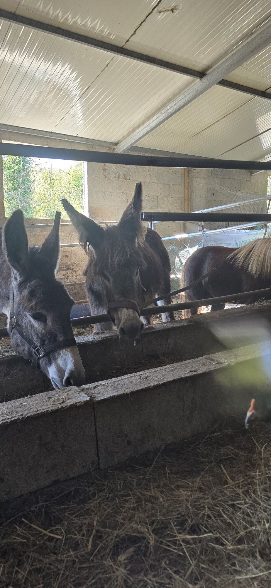 Casal de burros mansos