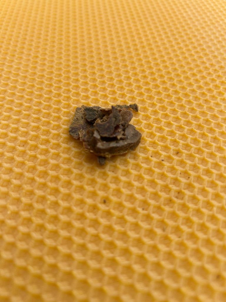 Kit pszczeli propolis