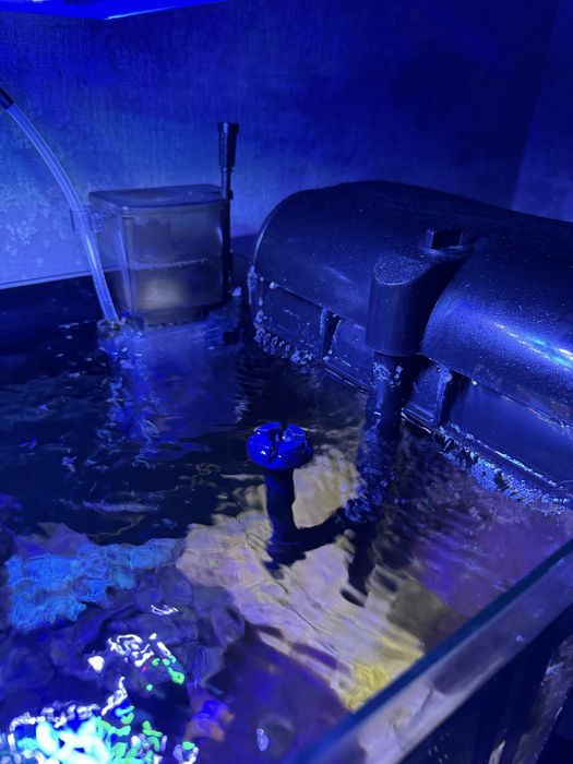 Морський акваріум корали риба клоун креветка