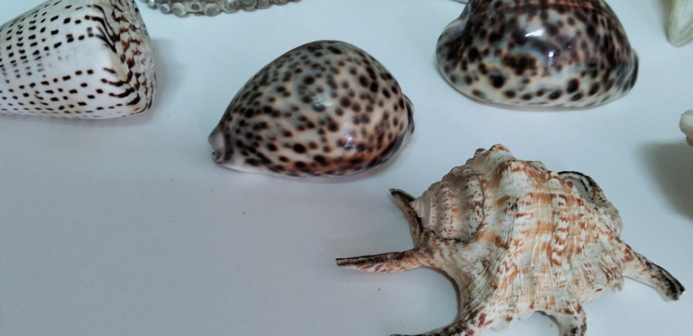 Conjunto Conchas originais muito antigas