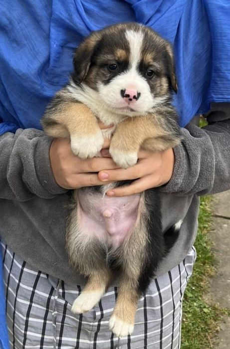 Віддам в добрі руки, цуценят