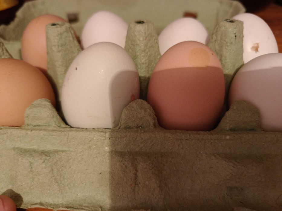 Jajka z wolnego wybiegu