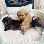 Shih tzu liliowa sunia