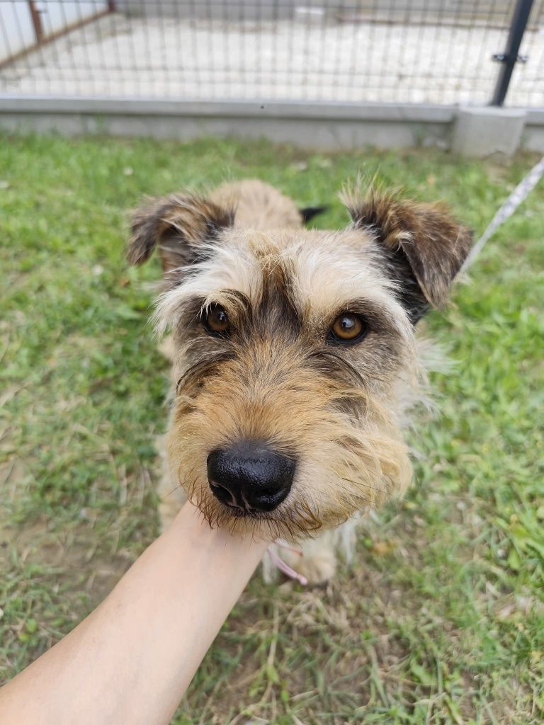Cudowny Trampek terier z jamnikiem mały psiak do adopcji