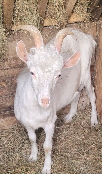 Sprzedam kozę i koziołka