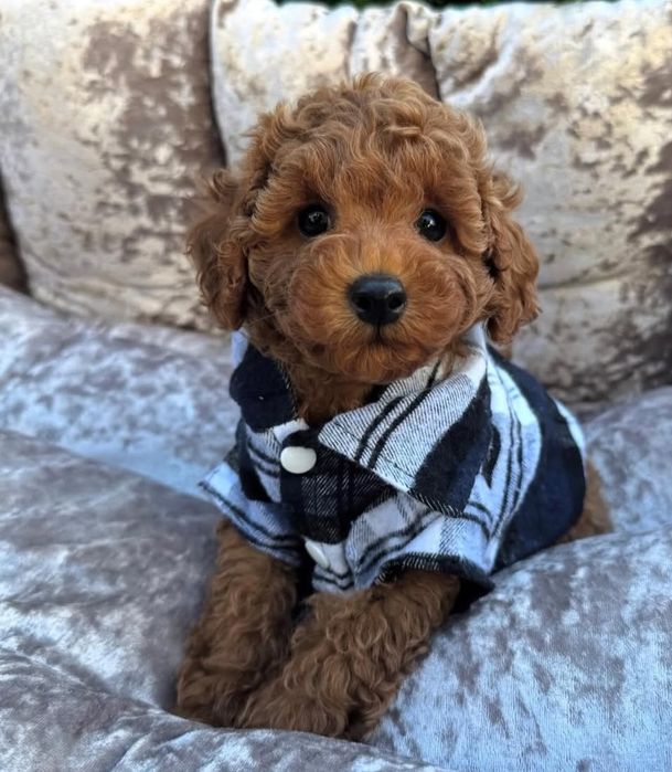 Чудовий малюк той пудель