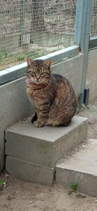 Moli - zielonooka burasia