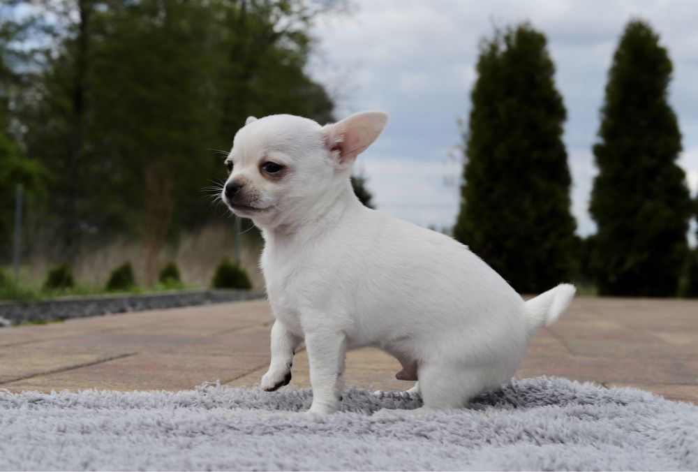 Chihuahua bialy  ZKwP FCI szczeniak