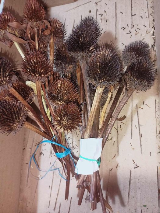 Nasiona kwiatów wieloletnich i jednorocznych Jeżówka rudbekia aster,