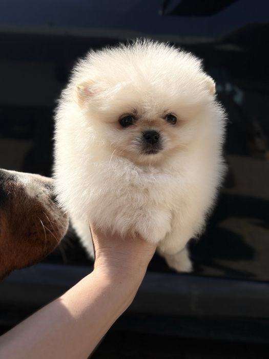 Шикарна дівчина Шоу класу