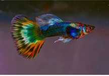 Vendo guppys sortidos em varias cores