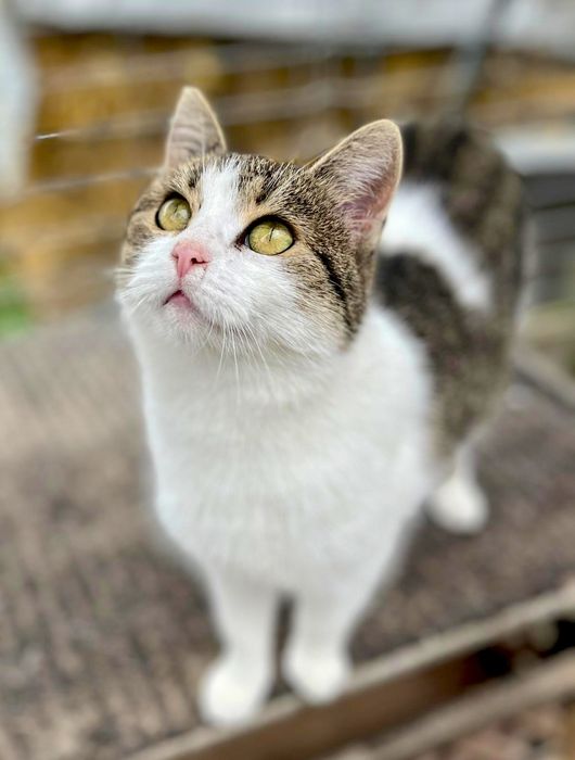 Krysia prosi o dom ...