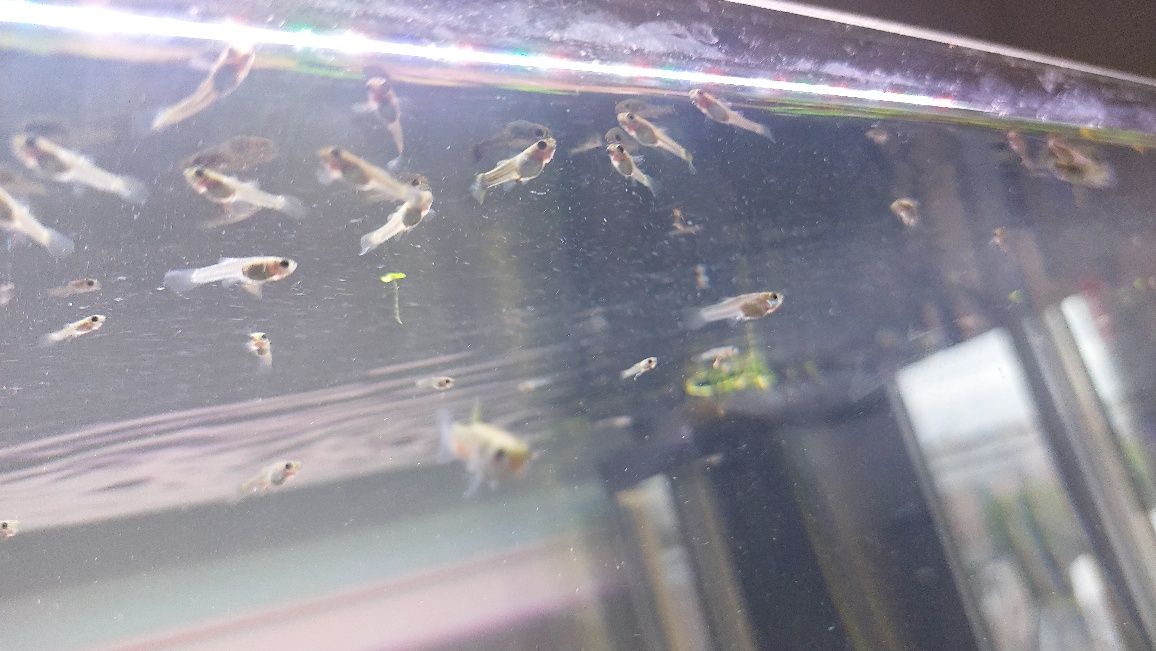 Alevins e juvenis de guppies
