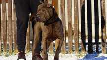 MŁODY Pies reproduktor Shar Pei, blue, import,  Rodowód FCI- sprzedam
