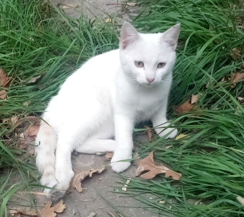 Чисто біле кошеня в добрі руки