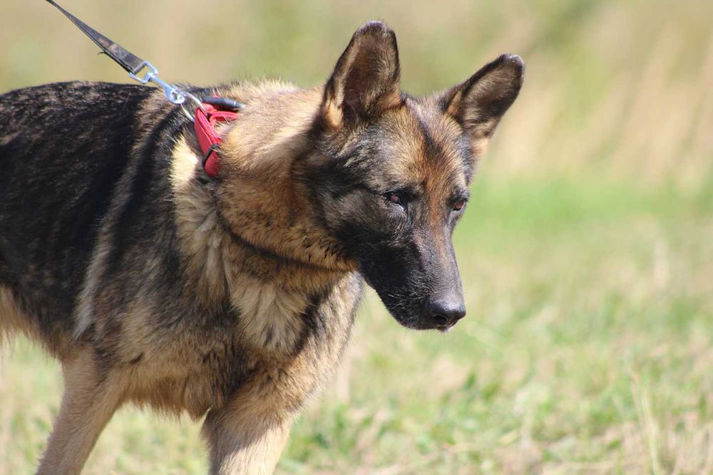 DAKOTA pies owczarek niemiecki do adopcji suczka kochana łagodna