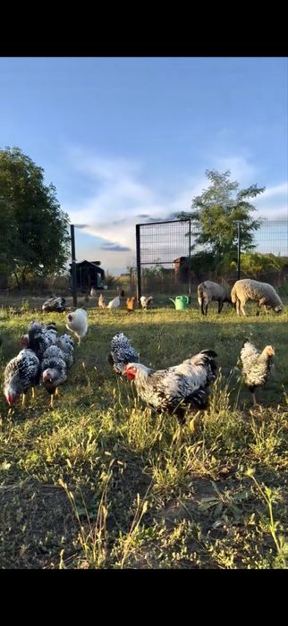 Молоді півні породи Віандот Срібло — чистопородний молодняк