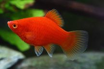 Platka / Zmianniak plamisty (Xiphoporus maculatus) WYSYŁKA AKWAWIN