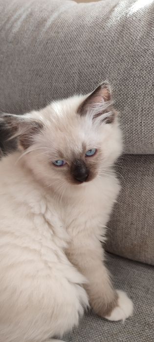 Ragdoll kotek rodowód miedzynarodowy TICA