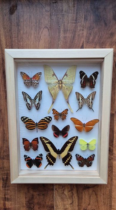 Gablotka motyle dzienne nocne na ścianę Actias sinensis Papilio i inne