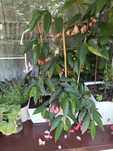 Begonia maculata Tamaya. Sadzonka