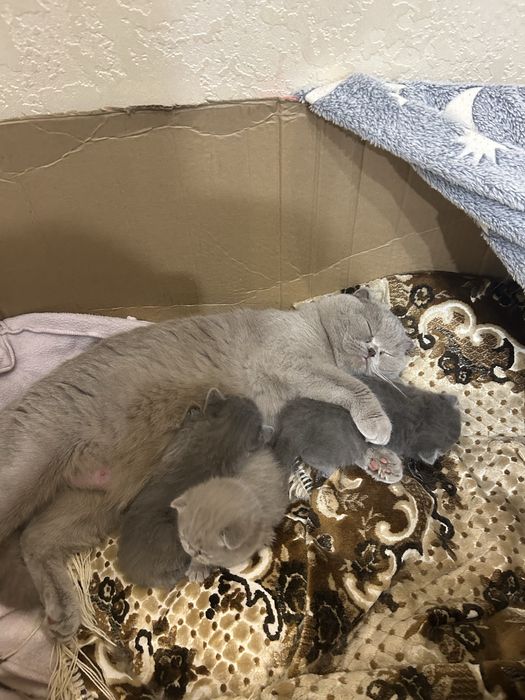 Британські кошенята