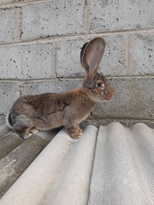 Sprzedam młodą samice belga