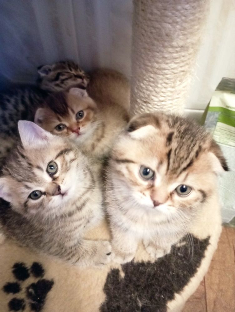 Вязка кота скотиш Фолд