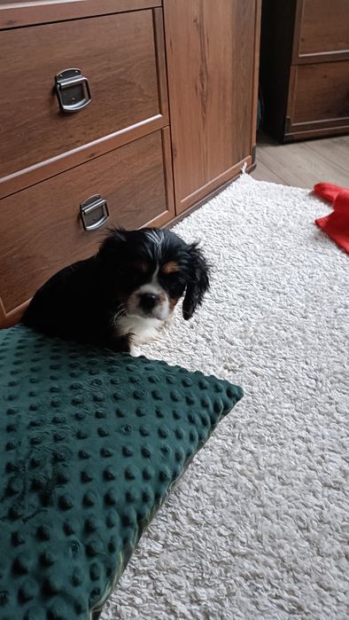 Cavalier King Charles spaniel sunia