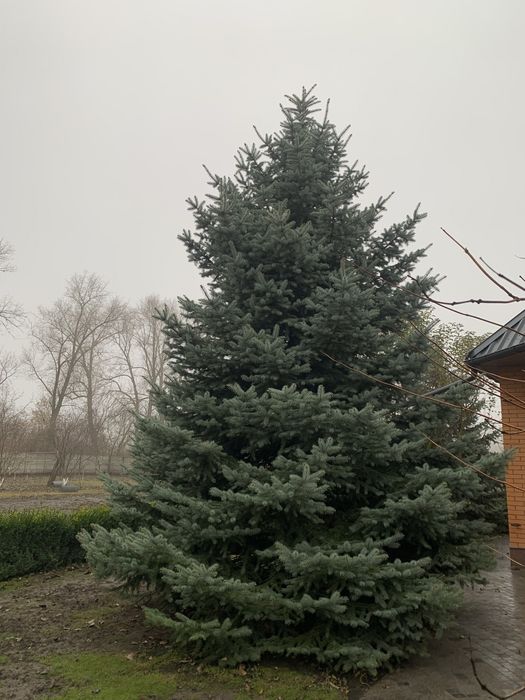 Продам голубі ялинки 5 і 7 метрів