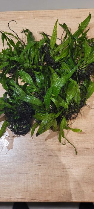 Mikrozorium oskrzydlone, mikrozorium skrzydlate