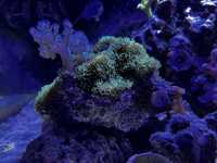 Likwidacja akwarium, żywa skała, pelna koralowcow i zycia