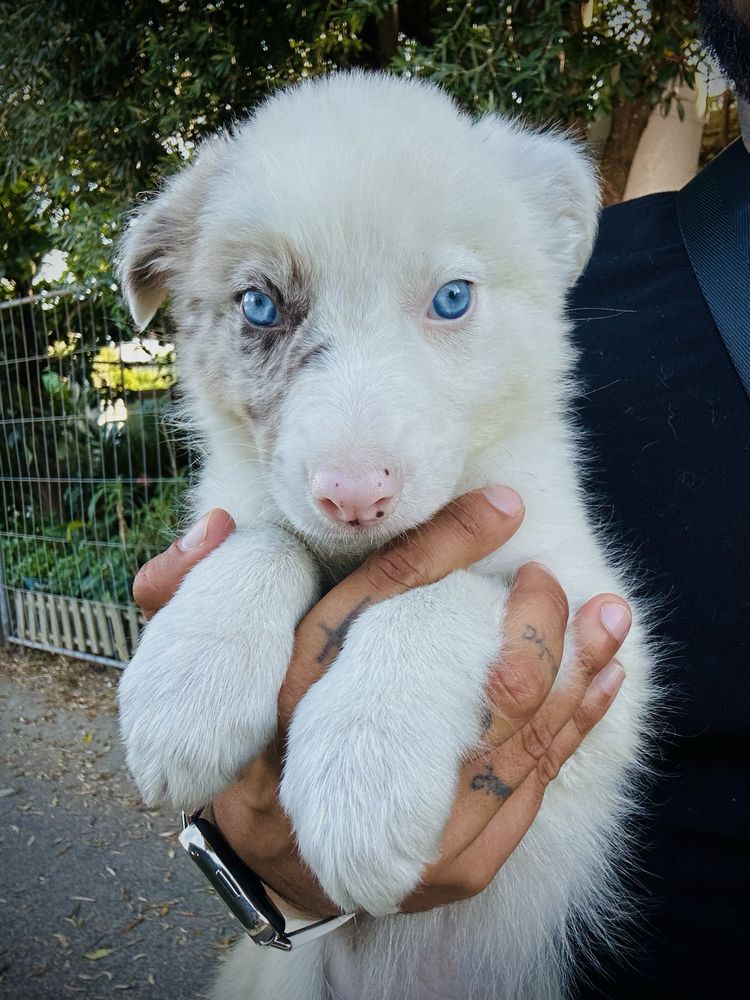 Menino border collie red merle