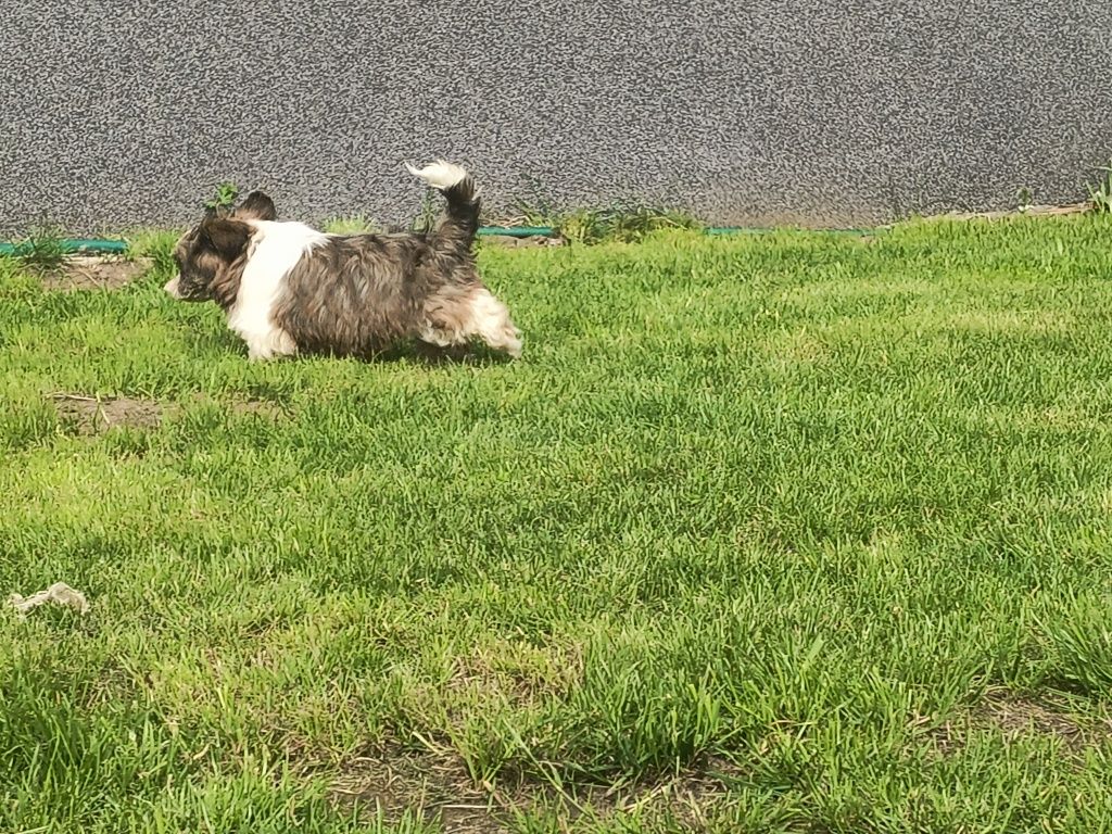Urocza shihtzu dziewczynka gotowa do odbioru