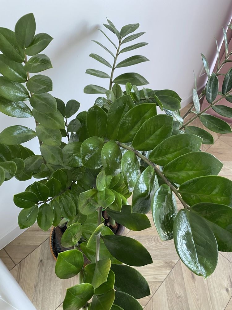 Kwiat Zamioculcas