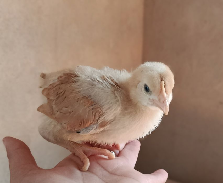 Курчата м'ясо-яєчнв редбро, голошийки підрощені.