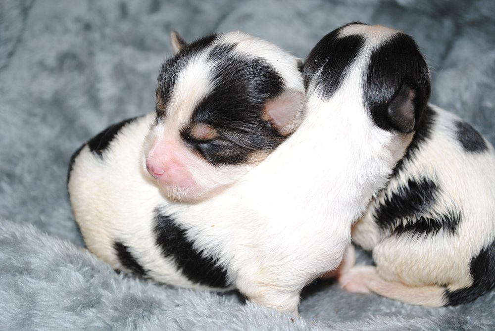 Малята біверята до Нового Року