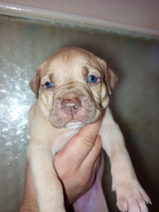 Красноносый питбуль, Киев