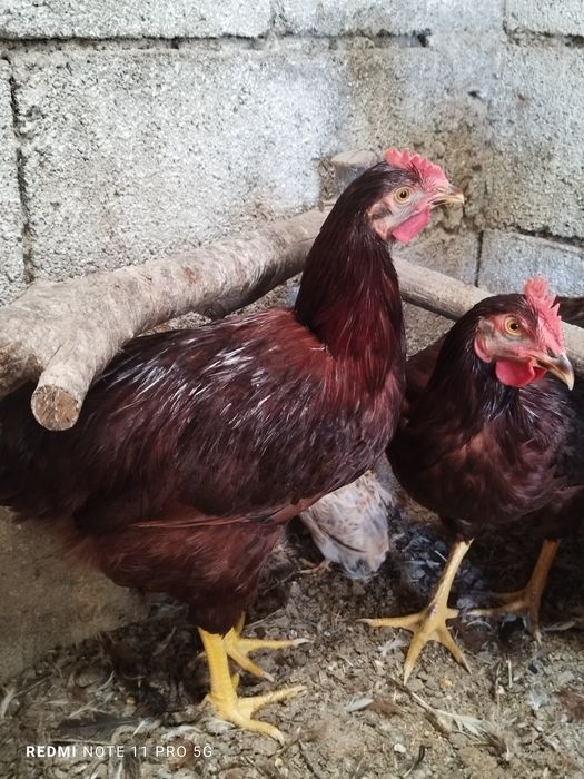 Rhode island red