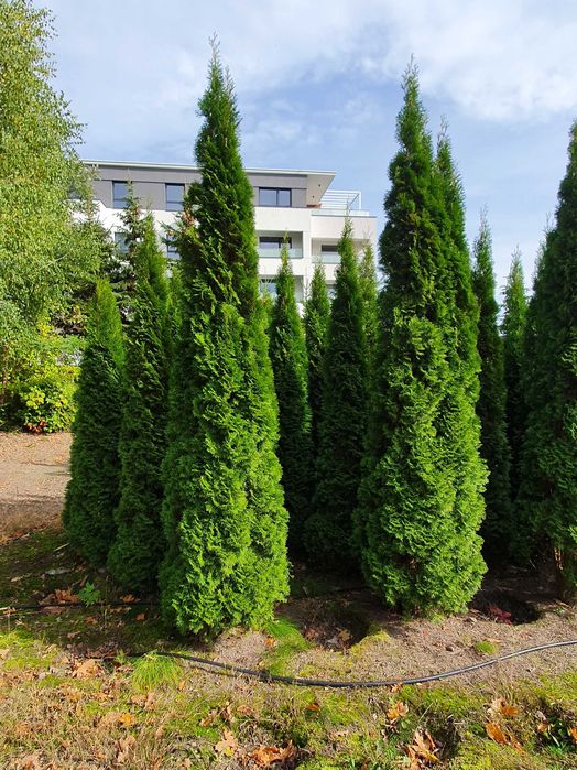 TUJA SZMARAGD Thuja smaragd 400cm kopane maszyna TRANsport