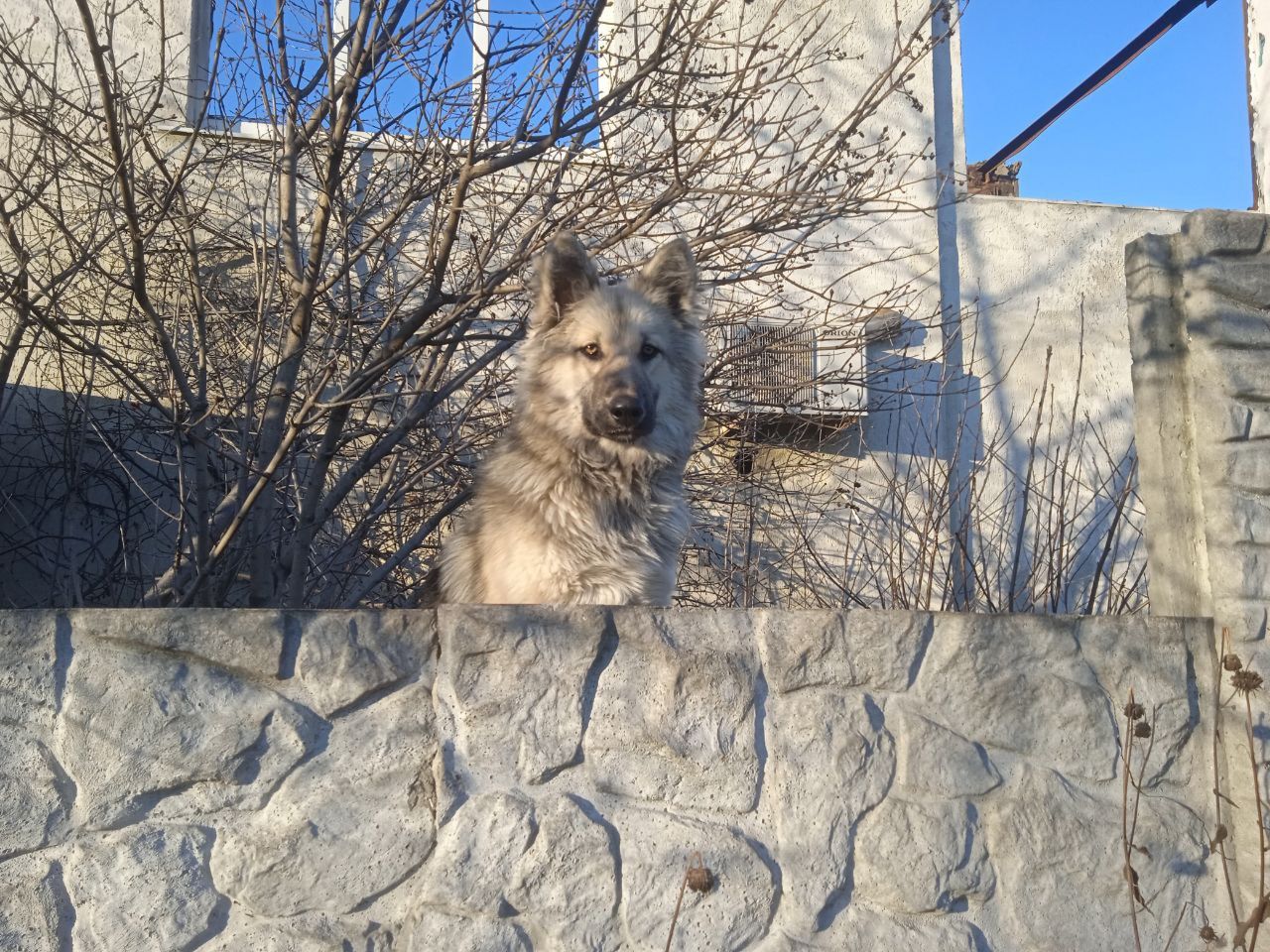 Юний песик, шукає родину.