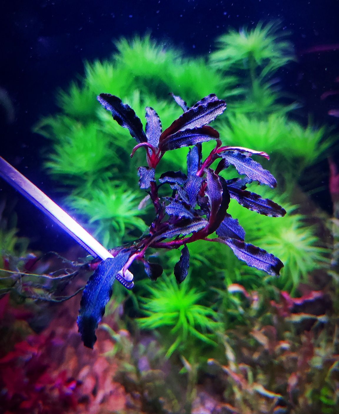 Bucephalandra sp Kedagang  Rośliny Akwariowe