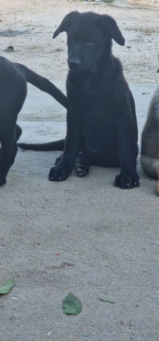 Magenifica menina pastor alemao